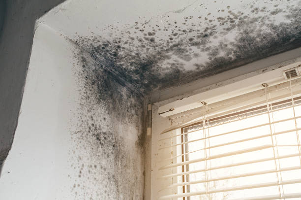 Trusted Basement Mold Remediation service in Mendham, NJ - Cheap Mold Removal
